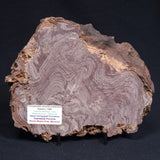 CONOPHYTON AMANTOURARTENSIS STROMATOLITE, Ediacaran, Morocco ZCA009