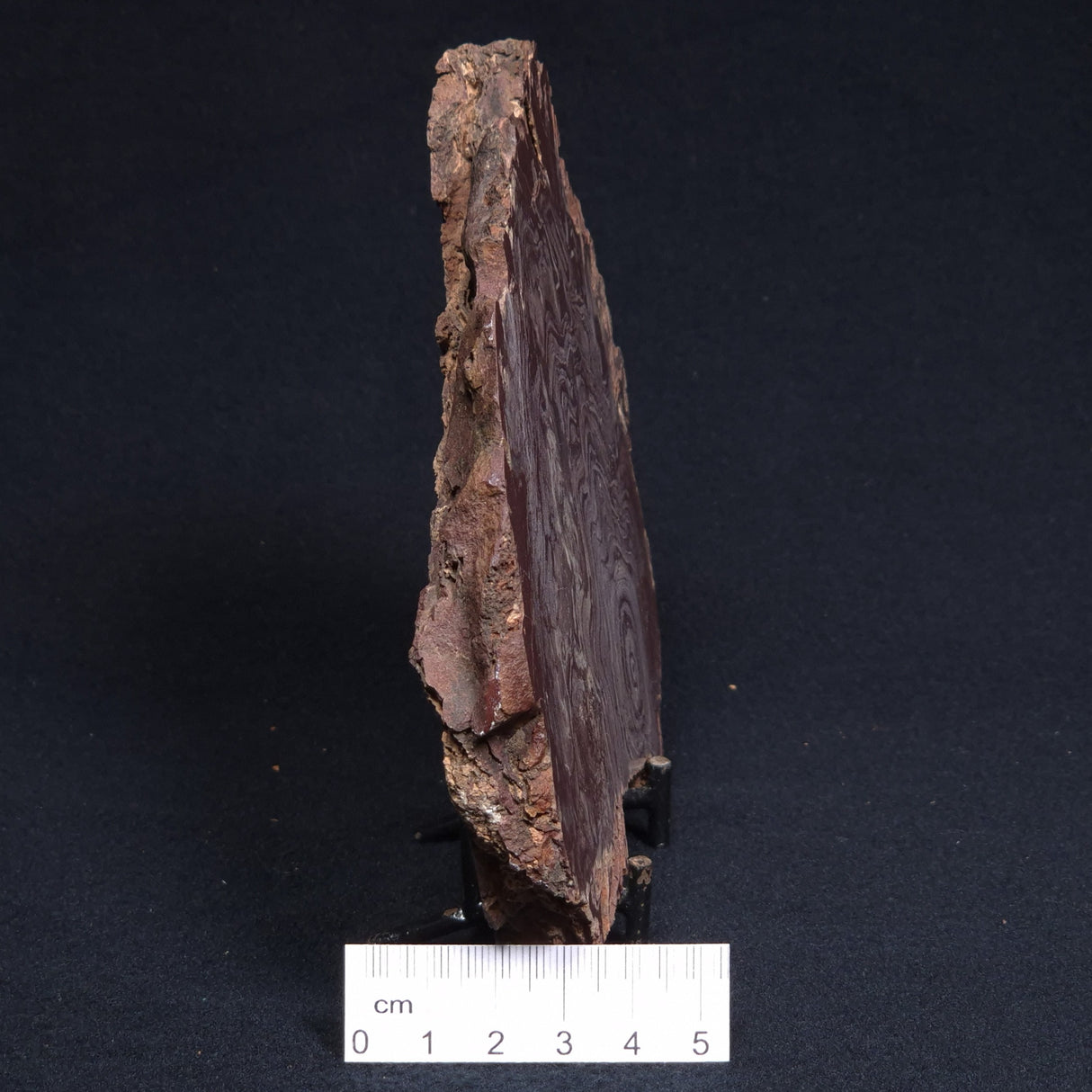 CONOPHYTON AMANTOURARTENSIS STROMATOLITE, Ediacaran, Morocco ZCA009