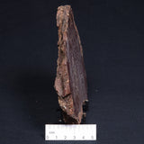 CONOPHYTON AMANTOURARTENSIS STROMATOLITE, Ediacaran, Morocco ZCA009