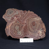 CONOPHYTON AMANTOURARTENSIS STROMATOLITE, Ediacaran, Morocco ZCA010