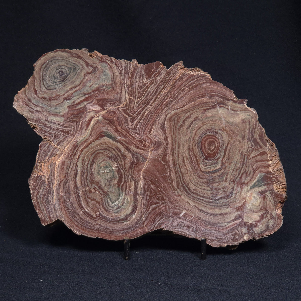 CONOPHYTON AMANTOURARTENSIS STROMATOLITE, Ediacaran, Morocco ZCA010