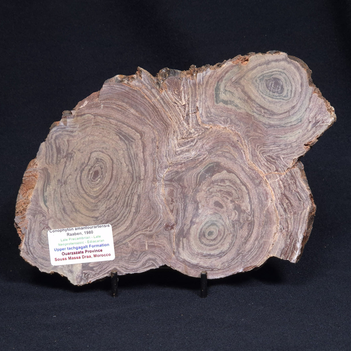 CONOPHYTON AMANTOURARTENSIS STROMATOLITE, Ediacaran, Morocco ZCA010
