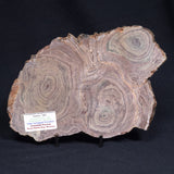 CONOPHYTON AMANTOURARTENSIS STROMATOLITE, Ediacaran, Morocco ZCA010