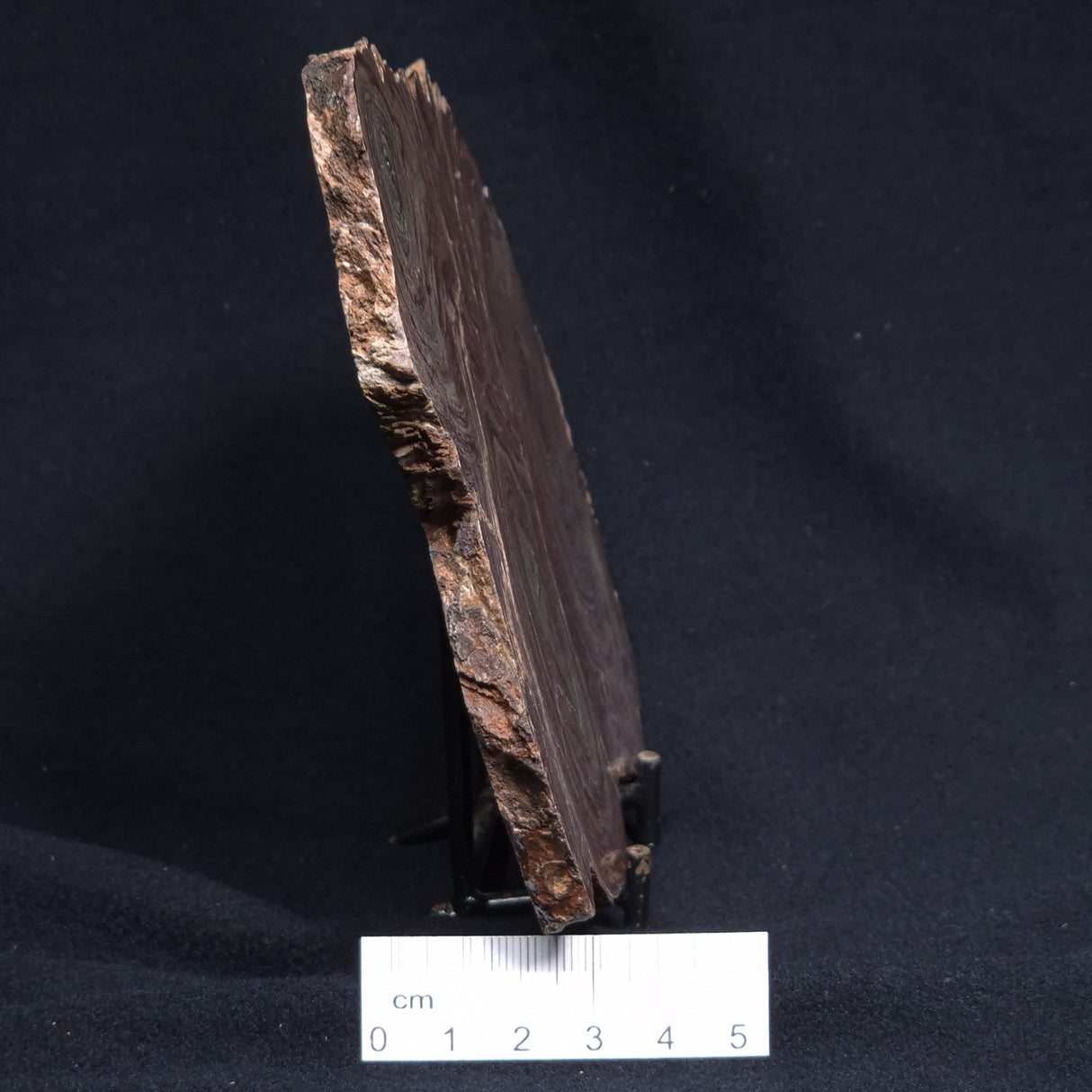 CONOPHYTON AMANTOURARTENSIS STROMATOLITE, Ediacaran, Morocco ZCA010