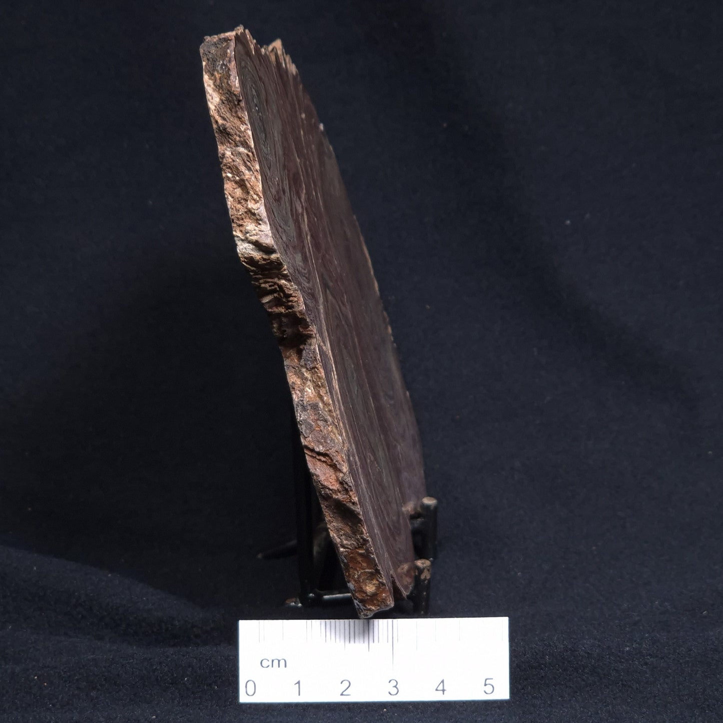 CONOPHYTON AMANTOURARTENSIS STROMATOLITE, Ediacaran, Morocco ZCA010
