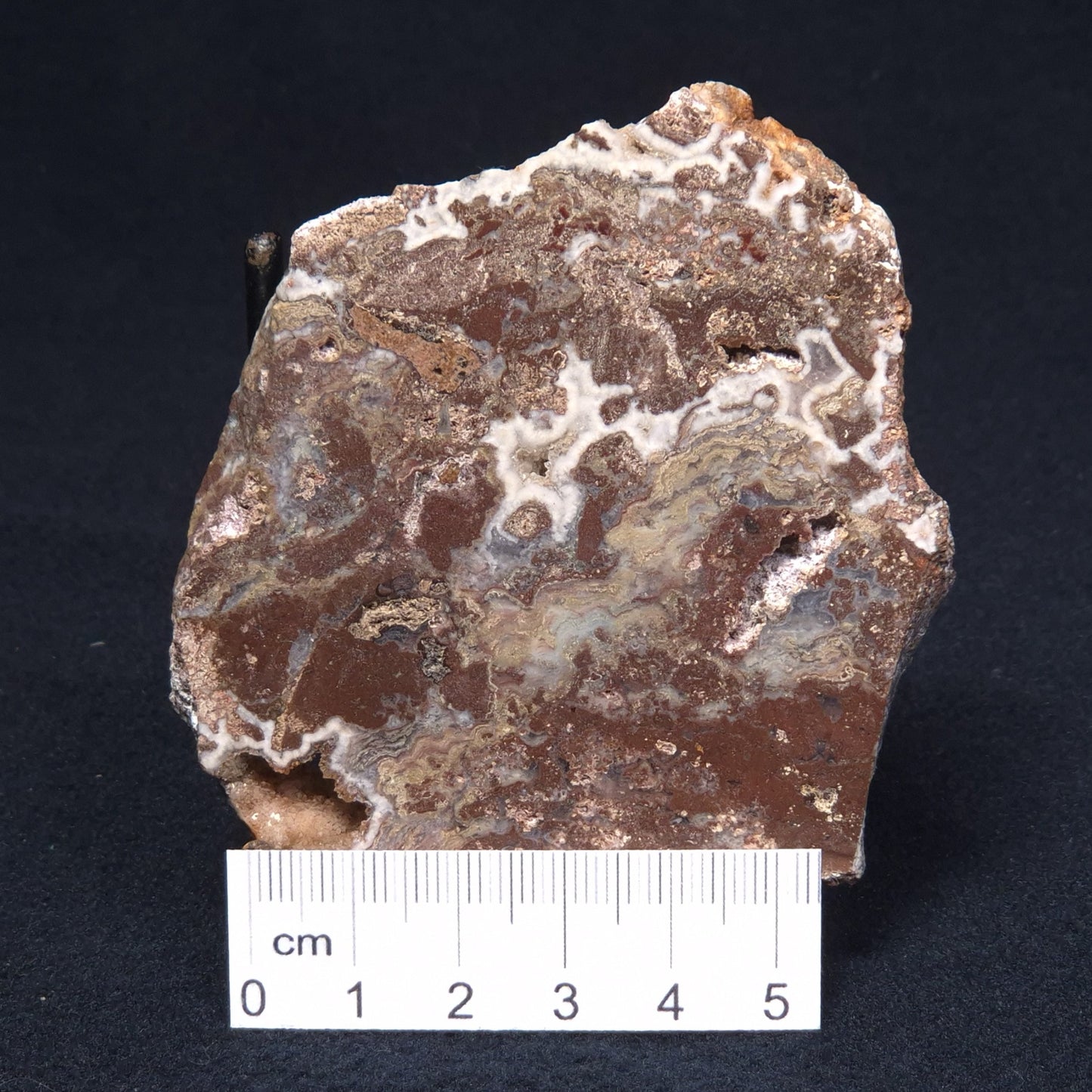 MADIGANITES MAWSONI STROMATOLITE, Cambrian, Australia ZMM013