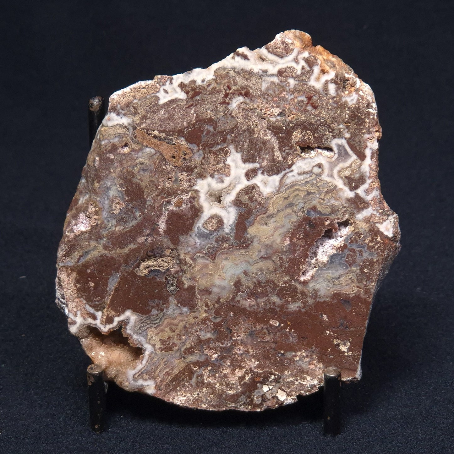 MADIGANITES MAWSONI STROMATOLITE, Cambrian, Australia ZMM013
