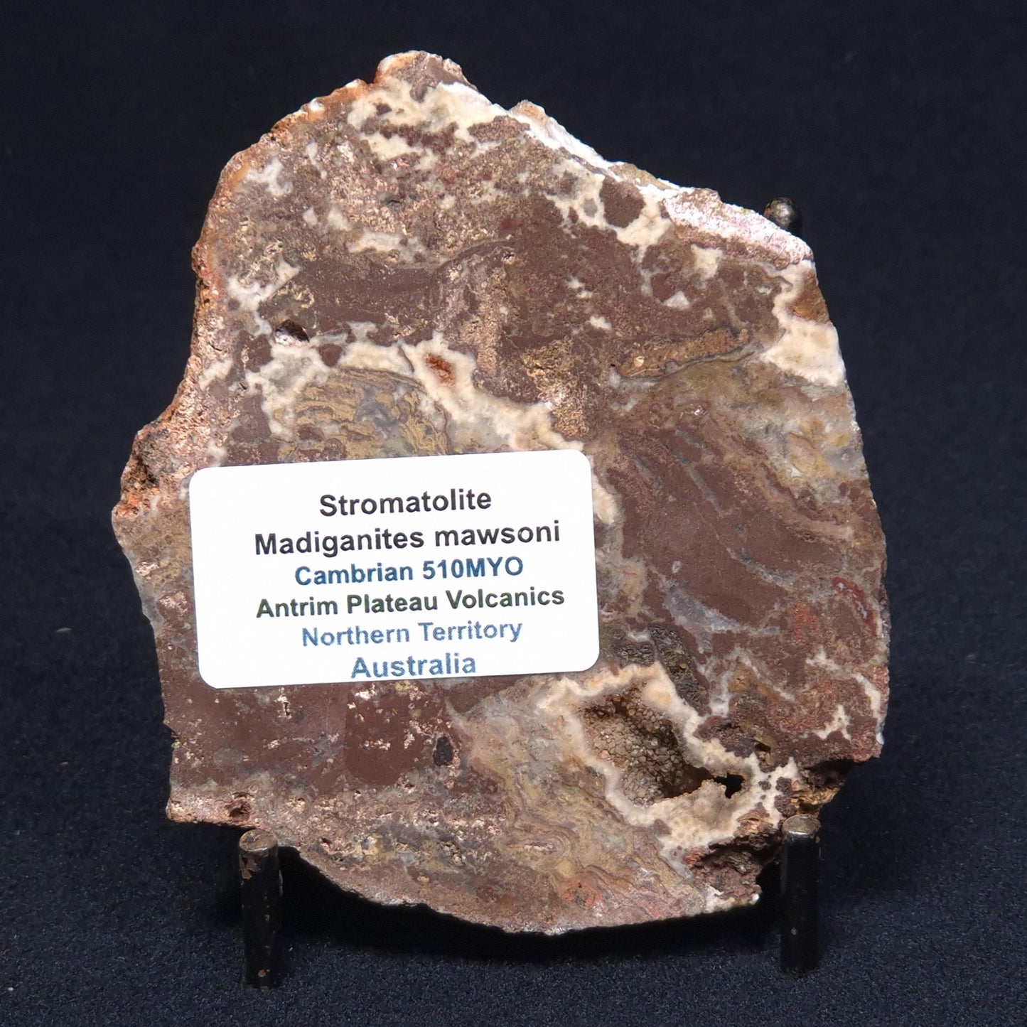 MADIGANITES MAWSONI STROMATOLITE, Cambrian, Australia ZMM013