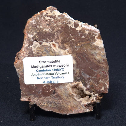 MADIGANITES MAWSONI STROMATOLITE, Cambrian, Australia ZMM013
