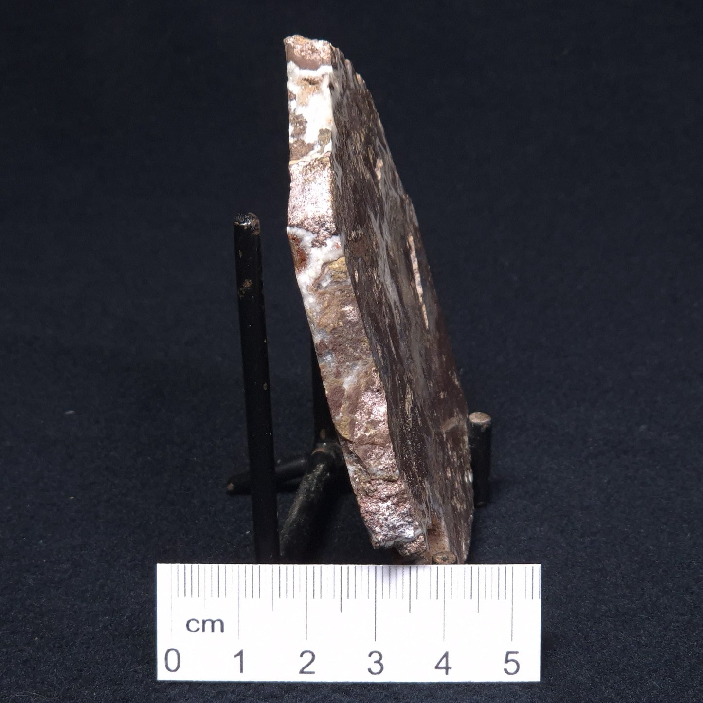 MADIGANITES MAWSONI STROMATOLITE, Cambrian, Australia ZMM013
