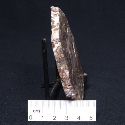 MADIGANITES MAWSONI STROMATOLITE, Cambrian, Australia ZMM013