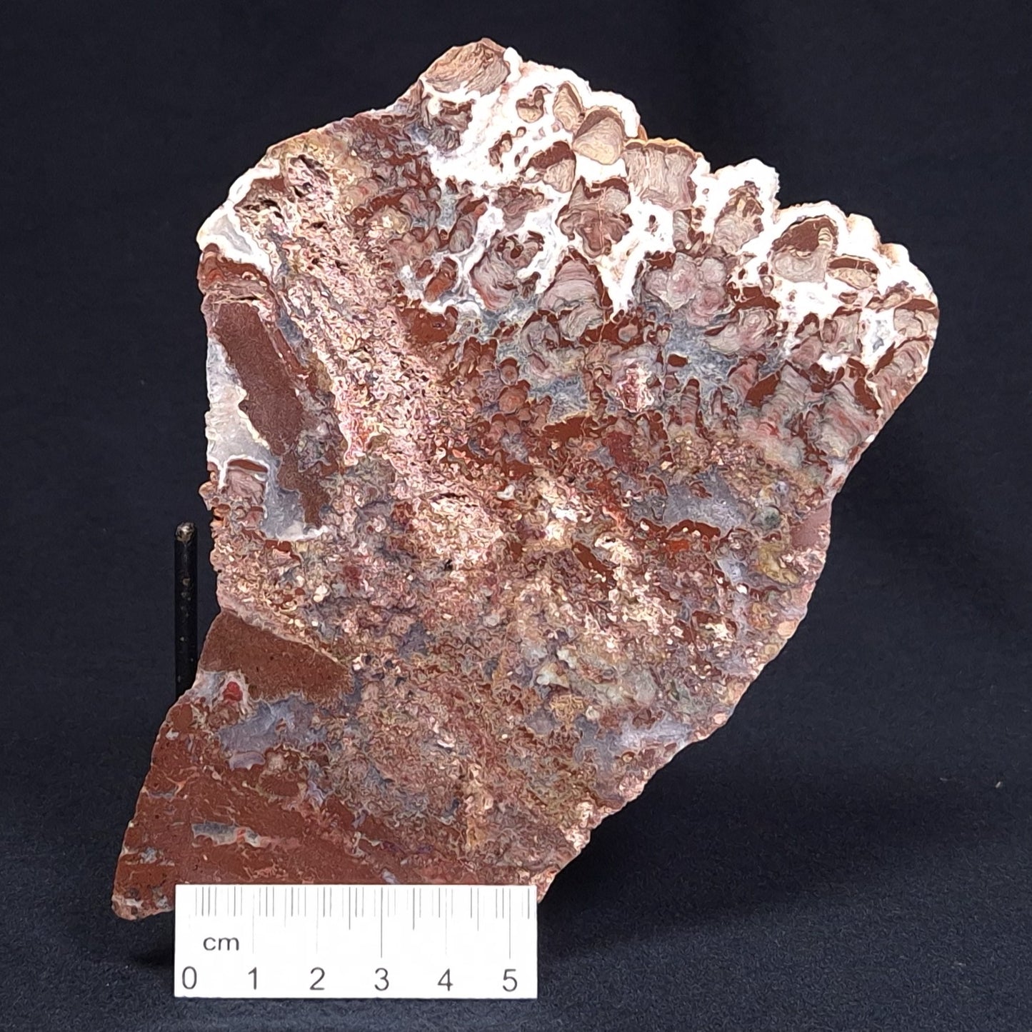 MADIGANITES MAWSONI STROMATOLITE, Cambrian, Australia ZMM015