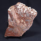 MADIGANITES MAWSONI STROMATOLITE, Cambrian, Australia ZMM015