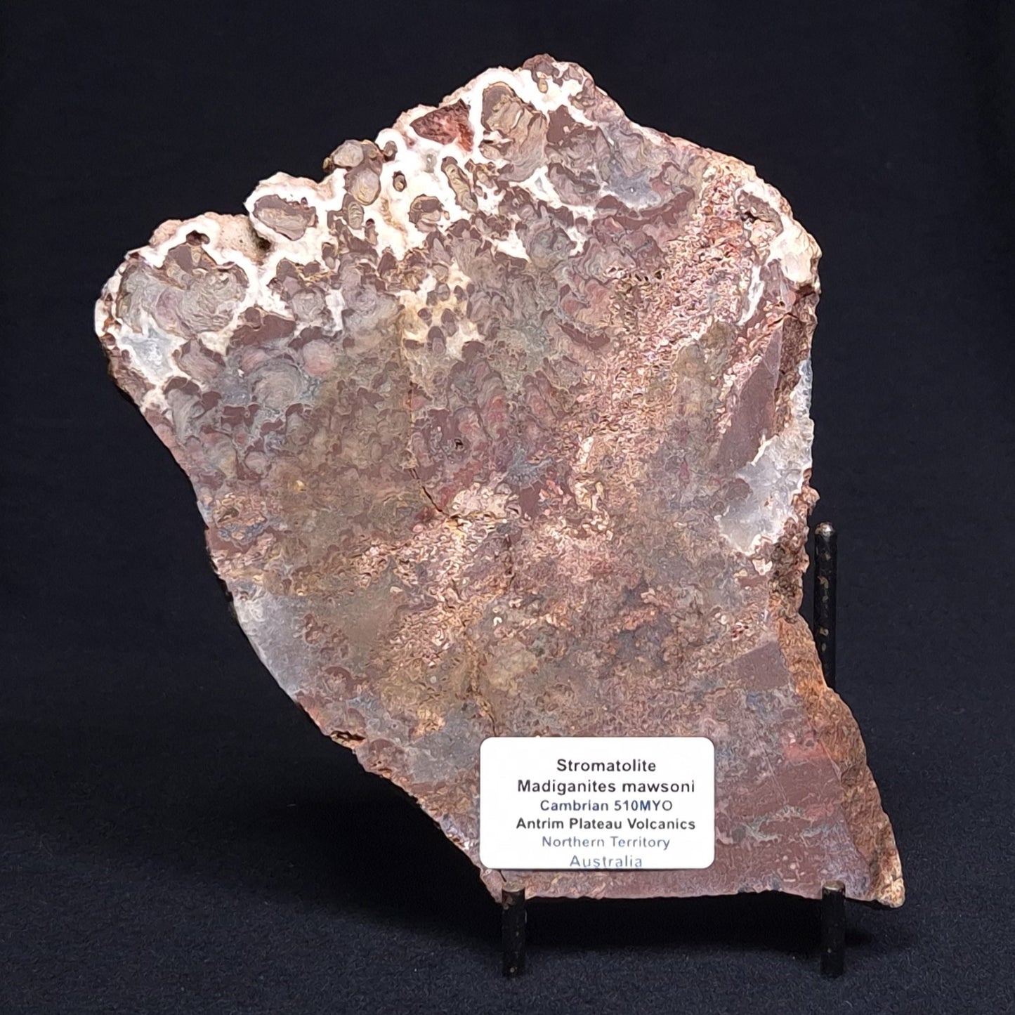MADIGANITES MAWSONI STROMATOLITE, Cambrian, Australia ZMM015