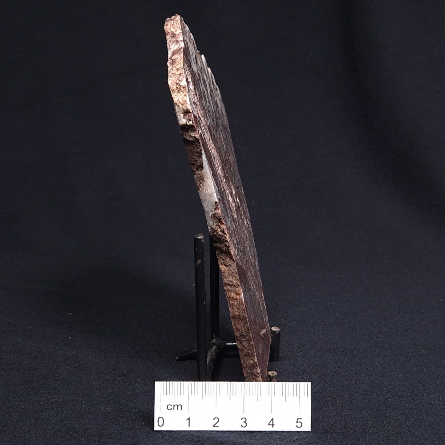 MADIGANITES MAWSONI STROMATOLITE, Cambrian, Australia ZMM015