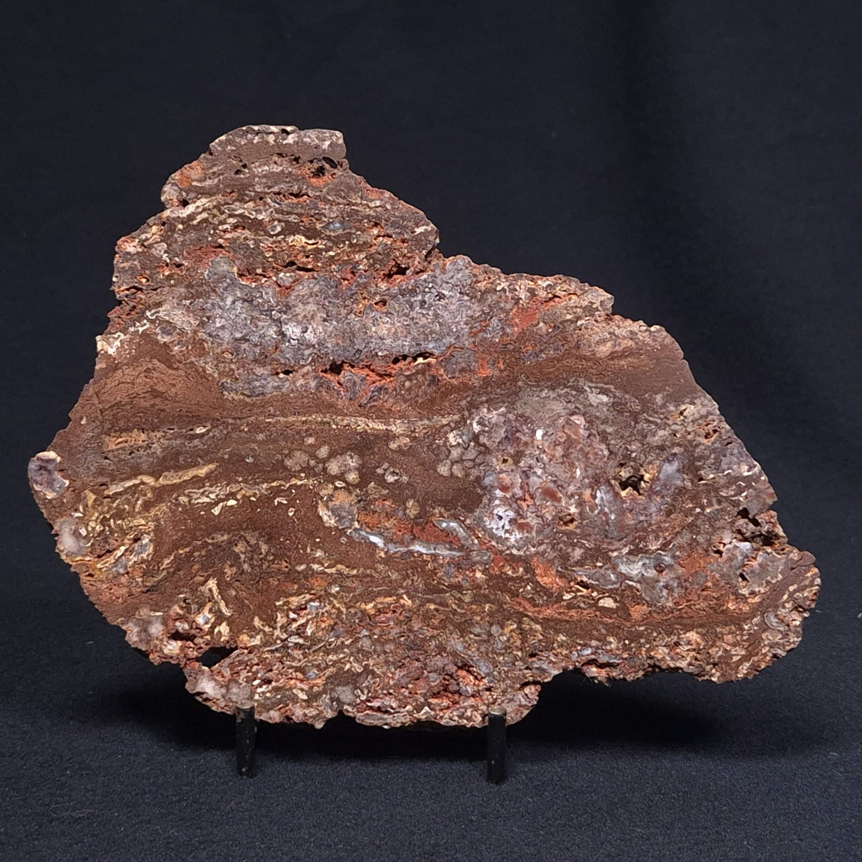 MADIGANITES MAWSONI STROMATOLITE, Cambrian, Australia ZMM016