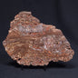 MADIGANITES MAWSONI STROMATOLITE, Cambrian, Australia ZMM016