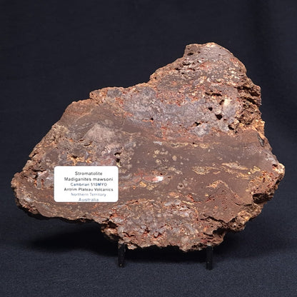 MADIGANITES MAWSONI STROMATOLITE, Cambrian, Australia ZMM016