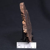 MADIGANITES MAWSONI STROMATOLITE, Cambrian, Australia ZMM016