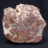 MADIGANITES MAWSONI STROMATOLITE, Cambrian, Australia ZMM017