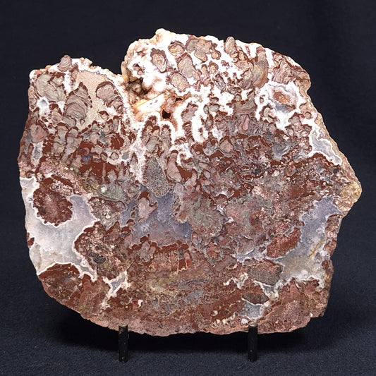 MADIGANITES MAWSONI STROMATOLITE, Cambrian, Australia ZMM017