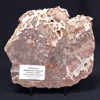 MADIGANITES MAWSONI STROMATOLITE, Cambrian, Australia ZMM017