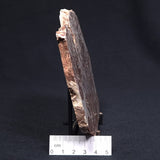 MADIGANITES MAWSONI STROMATOLITE, Cambrian, Australia ZMM017