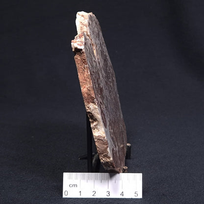 MADIGANITES MAWSONI STROMATOLITE, Cambrian, Australia ZMM017
