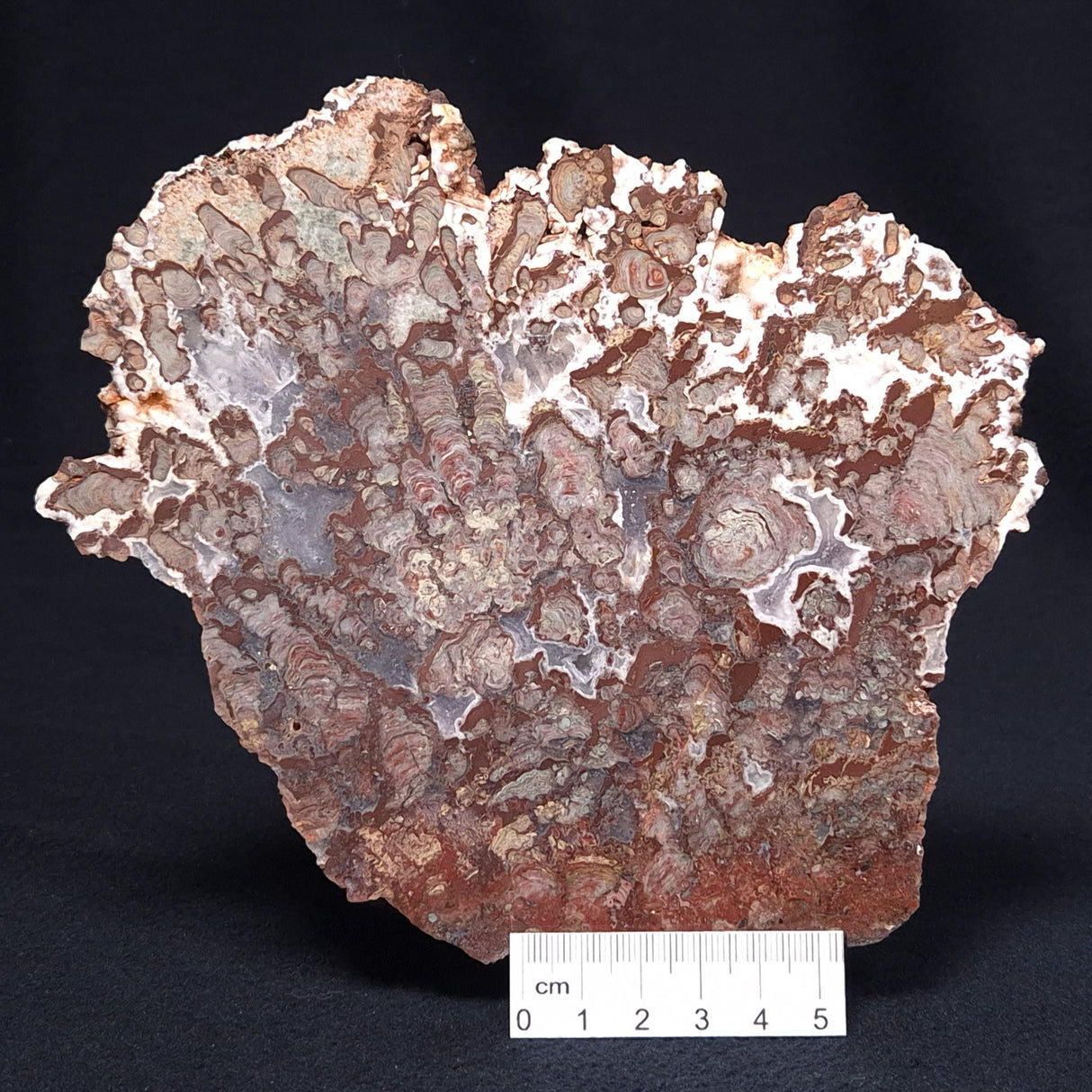 MADIGANITES MAWSONI STROMATOLITE, Cambrian, Australia ZMM018