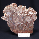 MADIGANITES MAWSONI STROMATOLITE, Cambrian, Australia ZMM018