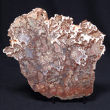 MADIGANITES MAWSONI STROMATOLITE, Cambrian, Australia ZMM018