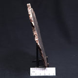 MADIGANITES MAWSONI STROMATOLITE, Cambrian, Australia ZMM018