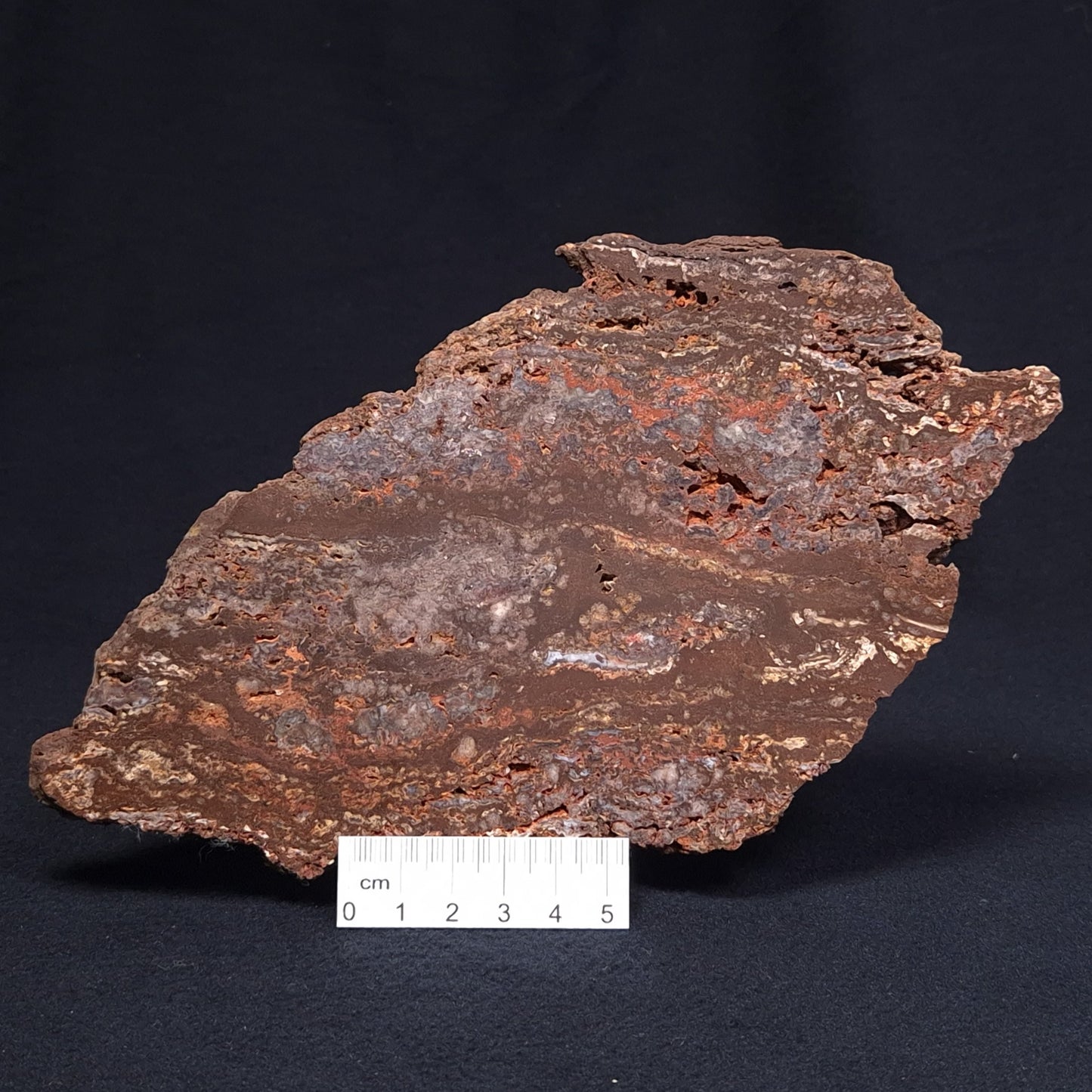 MADIGANITES MAWSONI STROMATOLITE, Cambrian, Australia ZMM019