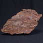 MADIGANITES MAWSONI STROMATOLITE, Cambrian, Australia ZMM019
