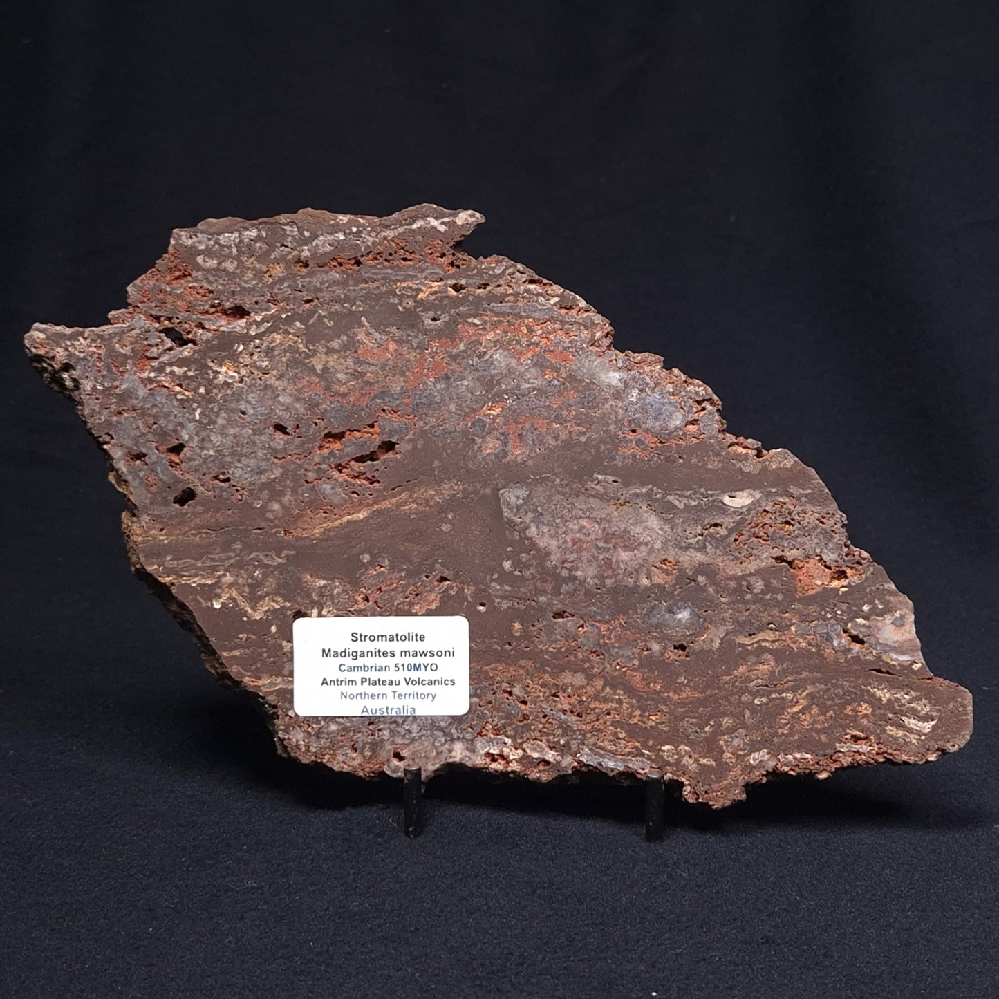 MADIGANITES MAWSONI STROMATOLITE, Cambrian, Australia ZMM019