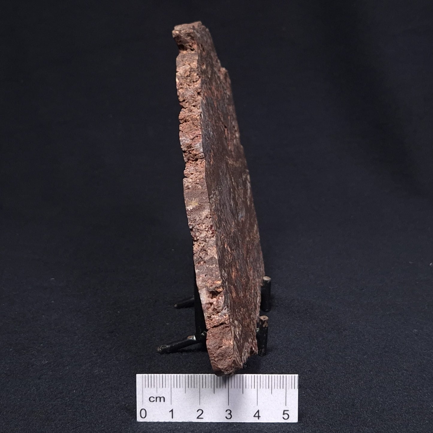 MADIGANITES MAWSONI STROMATOLITE, Cambrian, Australia ZMM019