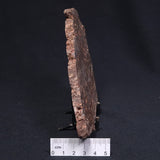 MADIGANITES MAWSONI STROMATOLITE, Cambrian, Australia ZMM019