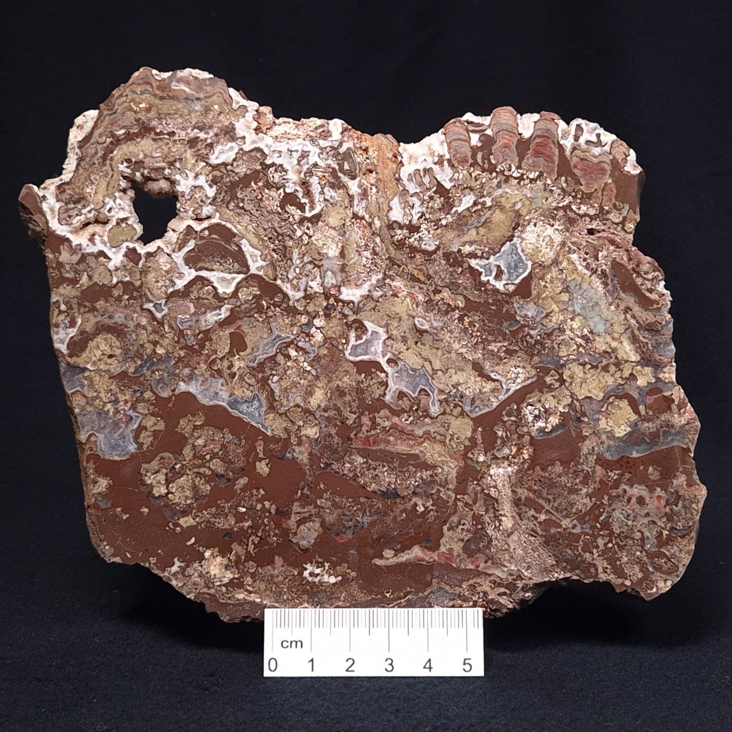 MADIGANITES MAWSONI STROMATOLITE, Cambrian, Australia ZMM020