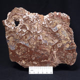 MADIGANITES MAWSONI STROMATOLITE, Cambrian, Australia ZMM020