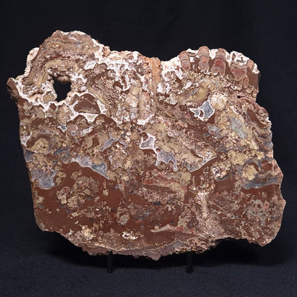MADIGANITES MAWSONI STROMATOLITE, Cambrian, Australia ZMM020