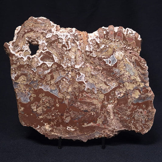 MADIGANITES MAWSONI STROMATOLITE, Cambrian, Australia ZMM020