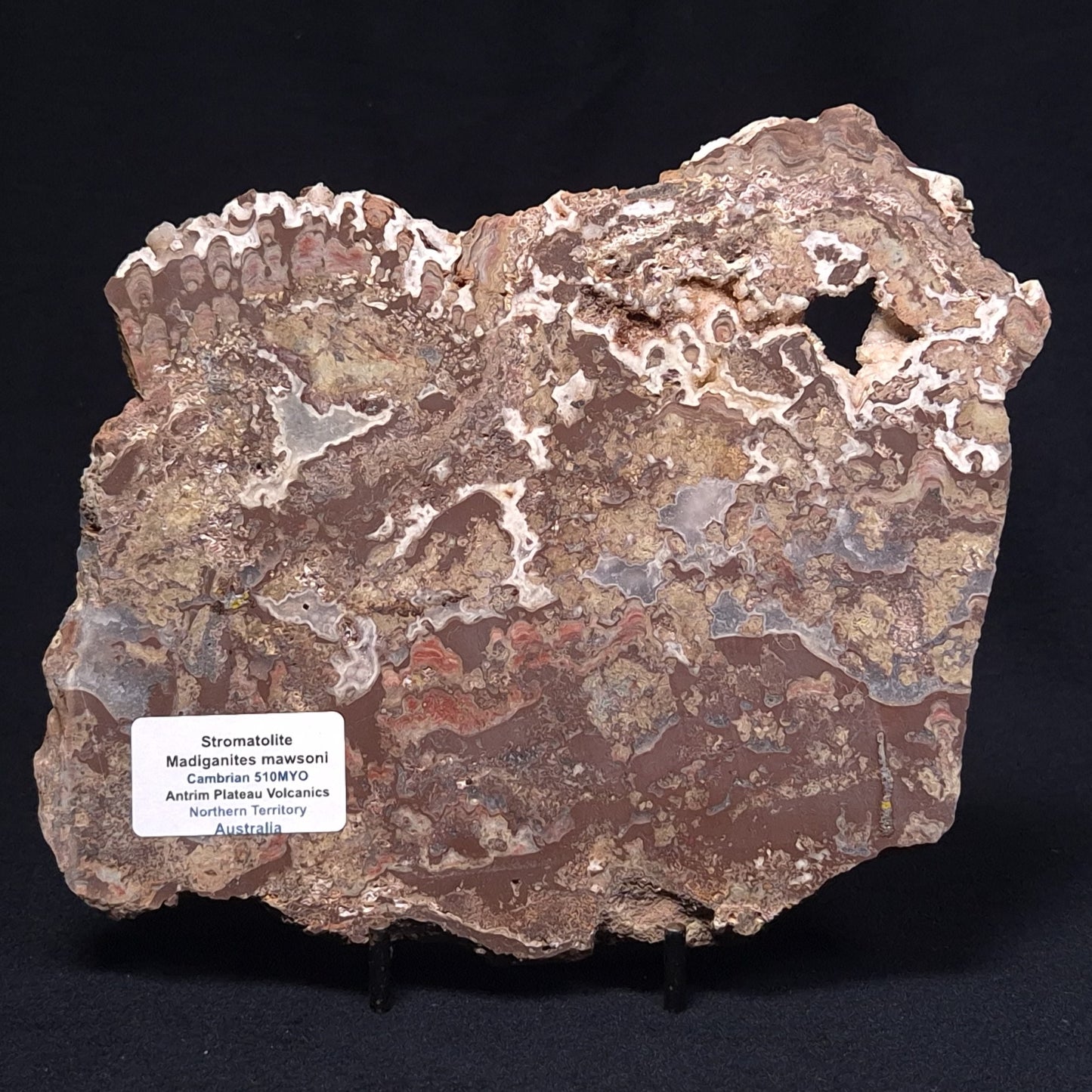 MADIGANITES MAWSONI STROMATOLITE, Cambrian, Australia ZMM020