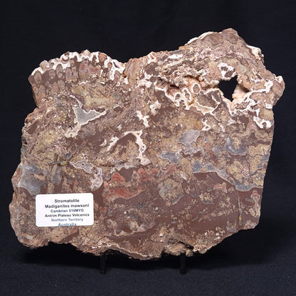 MADIGANITES MAWSONI STROMATOLITE, Cambrian, Australia ZMM020