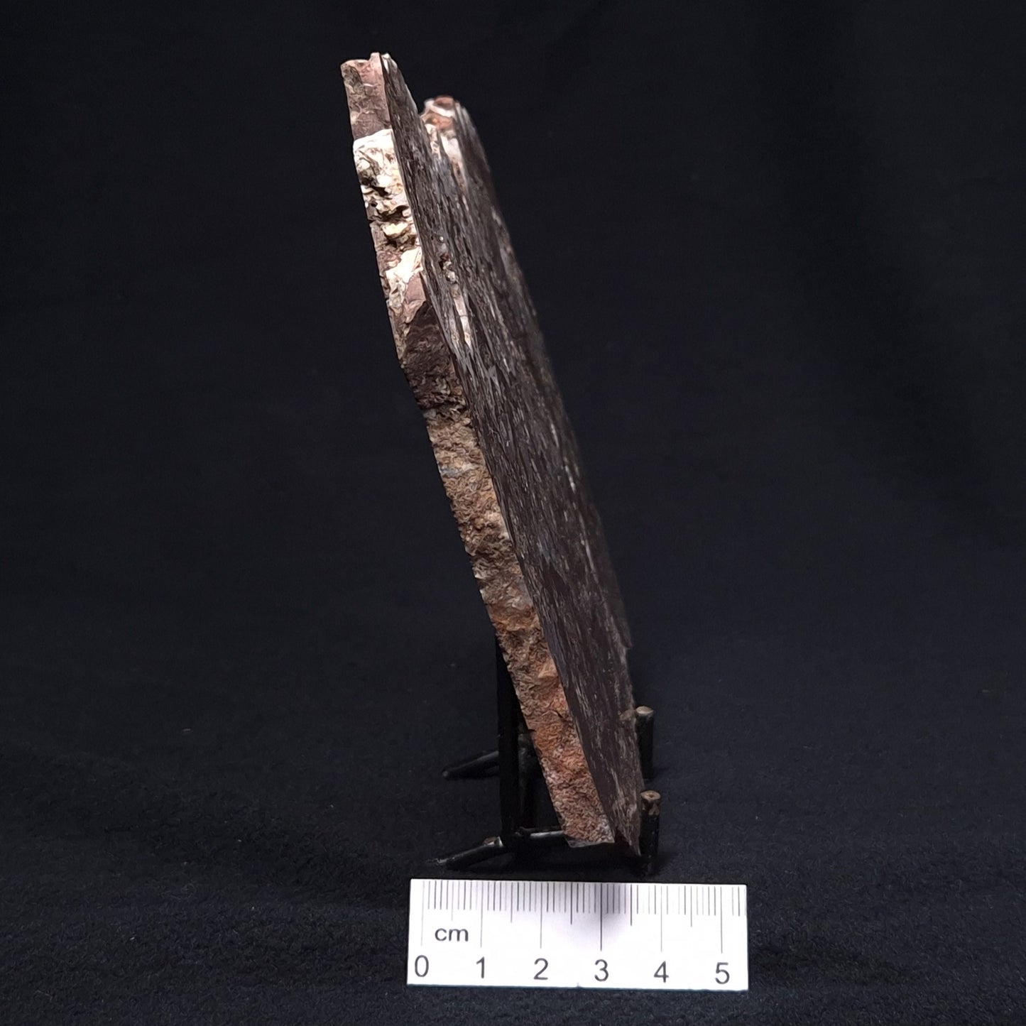 MADIGANITES MAWSONI STROMATOLITE, Cambrian, Australia ZMM020