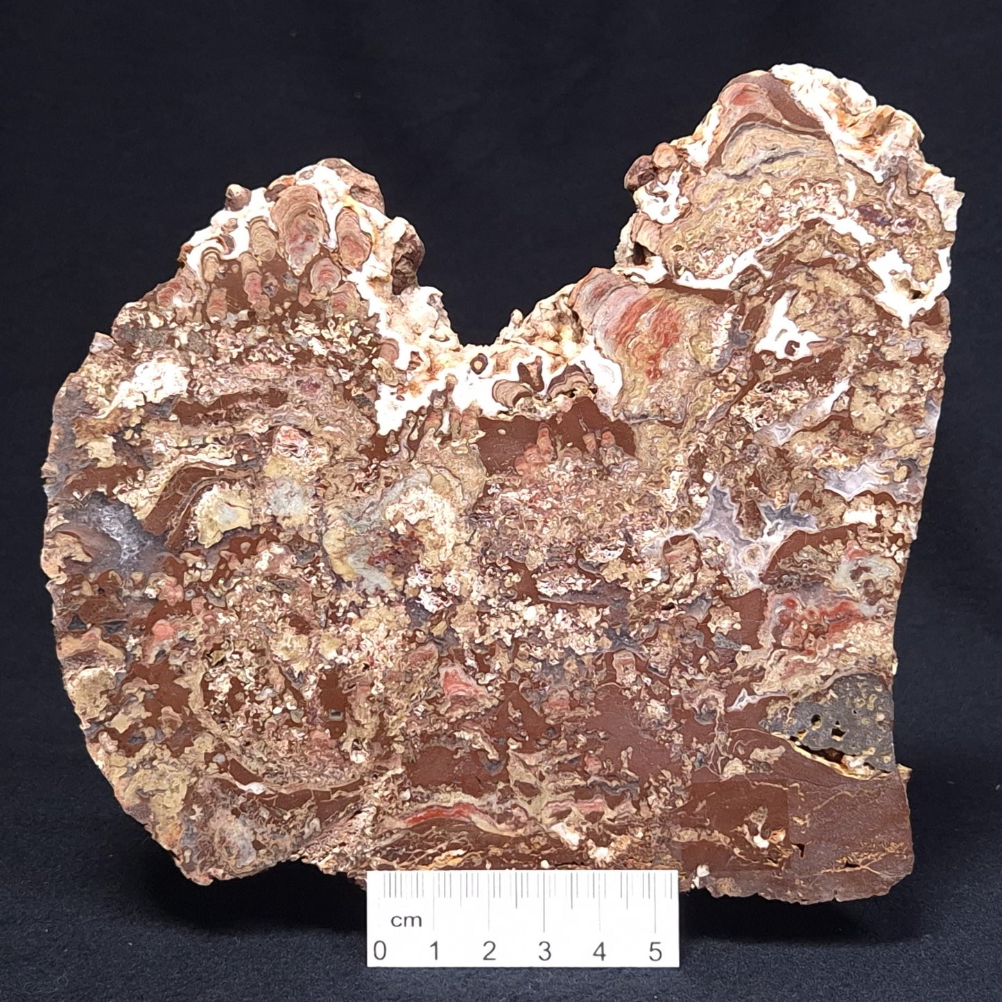 MADIGANITES MAWSONI STROMATOLITE, Cambrian, Australia ZMM022