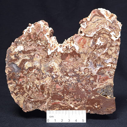 MADIGANITES MAWSONI STROMATOLITE, Cambrian, Australia ZMM022