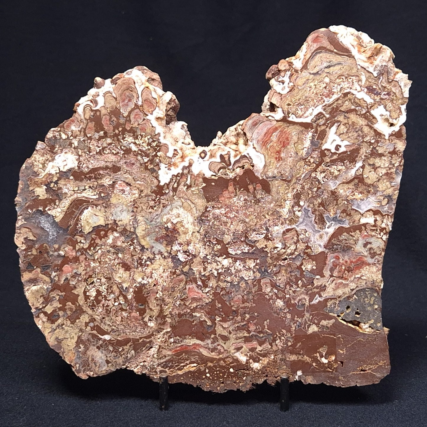 MADIGANITES MAWSONI STROMATOLITE, Cambrian, Australia ZMM022