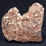 MADIGANITES MAWSONI STROMATOLITE, Cambrian, Australia ZMM022