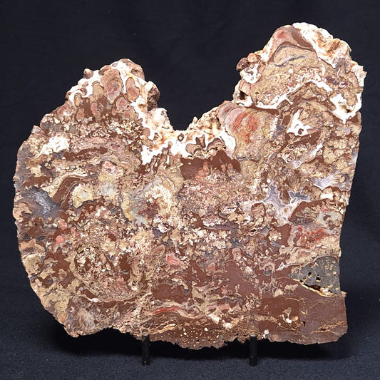 MADIGANITES MAWSONI STROMATOLITE, Cambrian, Australia ZMM022