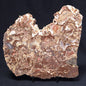 MADIGANITES MAWSONI STROMATOLITE, Cambrian, Australia ZMM022